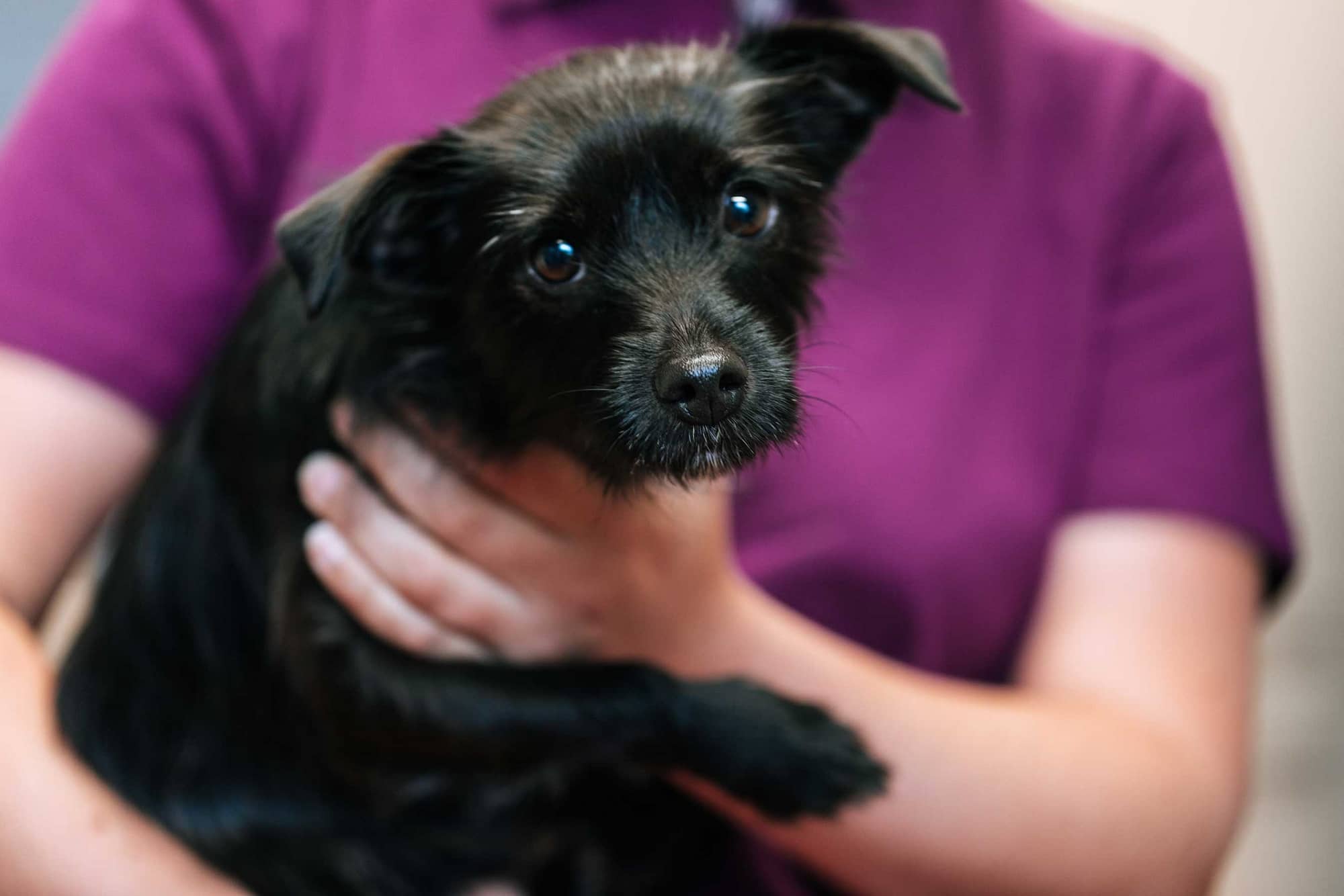 Schwarzer Hund im Arm einer TMFA - Tierarztpraxis am Paulshof