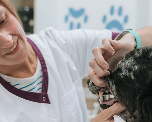 Tierarztpraxis am Paulshof – Zahnspezialistin
